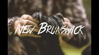 NEW BRUNSWICK // BLACK BEARS OF CANADA // SPRING 2019 // TEASER