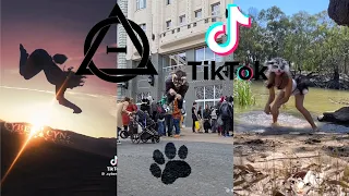 Therian and Quadrobics TikToks || Compilation 🐾🪱🪲|| Alterhumans of TikTok #79