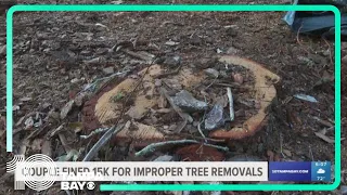 Safety Harbor couple fined $15k for improper tree removal