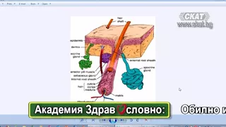 Обилно изпотяване (хиперхидроза) - причини, видове, начин на хранене и лечение