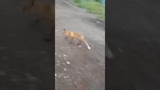 любопытная лиса