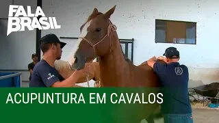 Acupuntura ajuda no tratamento de cavalos no RJ