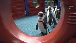 Flippin' fun: Penguins in Singapore zoo waddle around | AFP