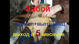 Кармал+вьетнамский вислобрюхий  выход мяса в 5 месяцев //  Вырос при отрицательной температуре