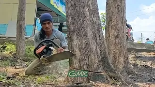 Cut down the village teak tree directly with a homemade serkel saw