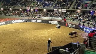 Accident at the rodeo Bullfighter gets mauled by bull