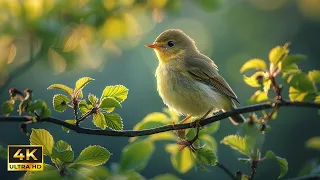 Beautiful Birds Singing - Calming Piano Music & Nature Sounds for Effective Studying and Relaxation