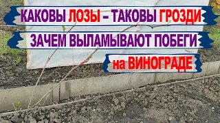 🍇 В один прием! Нормируем ПОБЕГАМИ СЛАБЫЙ КУСТ винограда 3 ГОД и формируем НОВЫЕ рукава. Серия №2.