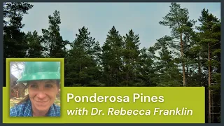 Ponderosa Pines