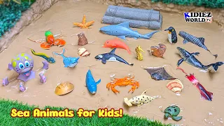 Sea Animals Adventure in the Mud | Fun Learning with Laughing Octopus & Big Shark 🌊🐬🦑