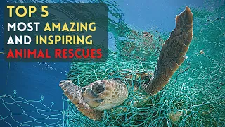 Top 5 Most Amazing And Inspiring Animal Rescues