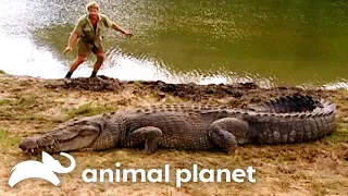 Steve’s Wildest Croc Encounters | The Crocodile Hunter | Animal Planet