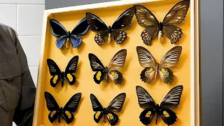 Big, Beautiful and Endangered: Birdwing Butterflies