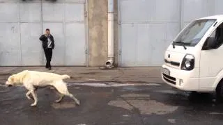 Armenian Wolfhound (gampr) named Khoda, pulls truck weighing 1.5 tons.