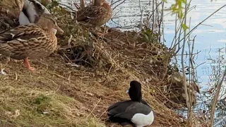 Tired tufted duck