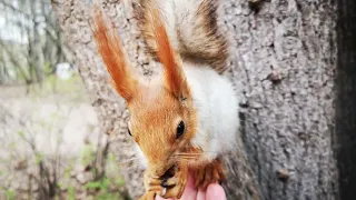 Альфа и бельчонок с носиком 🤗 Alpha squirrel and the Nose baby squirrel