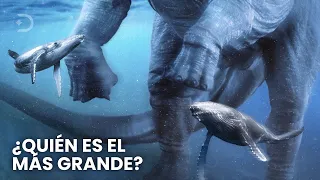 Las criaturas más grandes que han existido en la Tierra. Comparación de tamaños