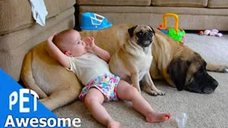 Cute Dog and Baby Compilation - Dog and Adorable Babies