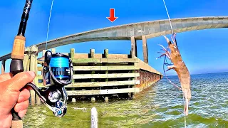 I Tossed a LIVE! SHRIMP under this HUGE BRIDGE for my DINNER!