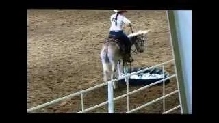 Hopkins' Gentle Bender winning the Open Donkey Trail/Obstacle class at the KS Mule&Donkey Show