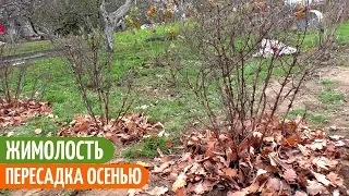 ЖИМОЛОСТЬ СЪЕДОБНАЯ - ПЕРЕСАДКА На Новое Место. Садим-сеем. Мой опыт.