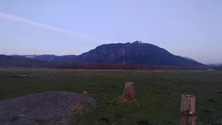 ELK IN SNOQUALMIE WA.