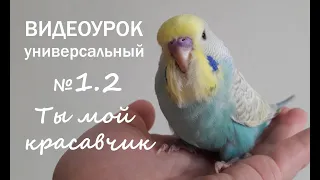 "Ты мой красавчик" 🎧 Учим попугая говорить. Урок № 1 часть 2