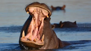 Бегемот или гиппопотам (лат. Hippopotamus amphibius)