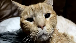 Lonely elderly cat finally gets the life he deserves