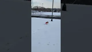 Happy dog is sledding down the hill on her frisbee!