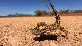 THORNY DEVIL #Moloch horridus