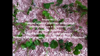 Видео 115.Продаю черенки сортовых пеларгоний свежесрезанных и укорененныхОбработка среза.Мои советы.