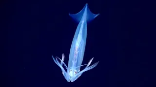 10 Strange Deep Ocean Creatures Found by ROVs Near New Jersey