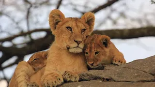 Lion Cubs' Furry Faces of the Savannah