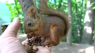 Покормил бельчонка / Fed the little squirrel