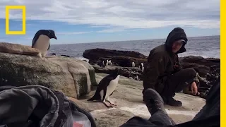 Rockhopper Penguins, Up Close: On Location | Hostile Planet