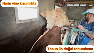 NARİN HANIM KIZGINLIKTA / TOSUN İLE DOĞAL TOHUMLAMA