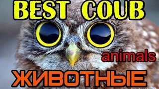 ЖИВОТНЫЕ Best coub, ПРИКОЛЫ С ЖИВОТНЫМИ Коуб лучшее подборки +в хорошем качестве