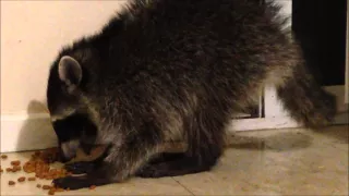 Енот ворует кошачий корм / The raccoon steals a cat's food / Funny / gypsyvapes.com