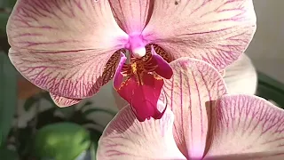 орхидеи на солнышке