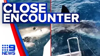 Terrifying video captures great white shark attacking boat in Victoria | 9 News Australia