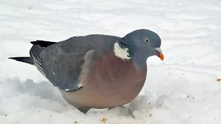 Wood Pigeons in a Snow Covered UK Garden