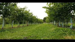 Evaluación preliminar de daños causados por virus en cerezos – Karen Sagredo (Universidad de Chile)