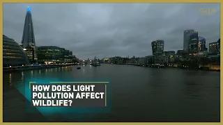 Assessing urban light pollution's worrying impact on the natural world