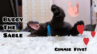 Домашний соболь Бадди дает пятюню! | Buddy the sable is giving us his fluffy cute five!