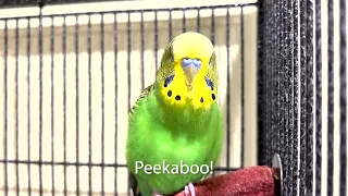 You Rock! Talking Parakeet, Boba the Budgie