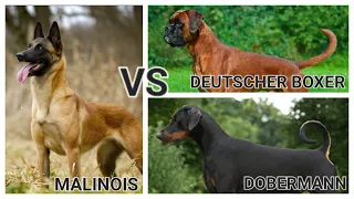 Dobermann VS Deutscher Boxer VS Malinois