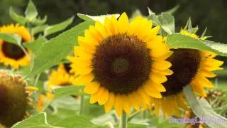 10 Minute Flower Meditation Video Radiant Sunflower 4k UHD