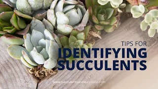 Identifying Succulents in California