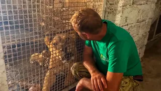 FAMOUS lioness Lola has given birth to beautiful lion cubs from a white lion, and hamadryas.